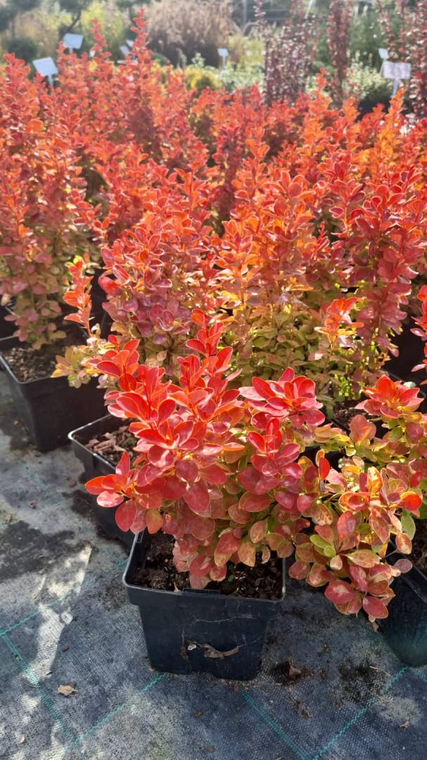 BerberysThunberga-ORANGE-ICE.jpg